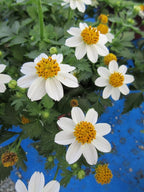RedCrocus White Delight Bidens- Bright White Summer Blooms for Borders & Containers, Pollinator Attracting, Low Maintenance, Pet Safe, Deciduous Garden Plant 4.5" Pot (Pack of 5)