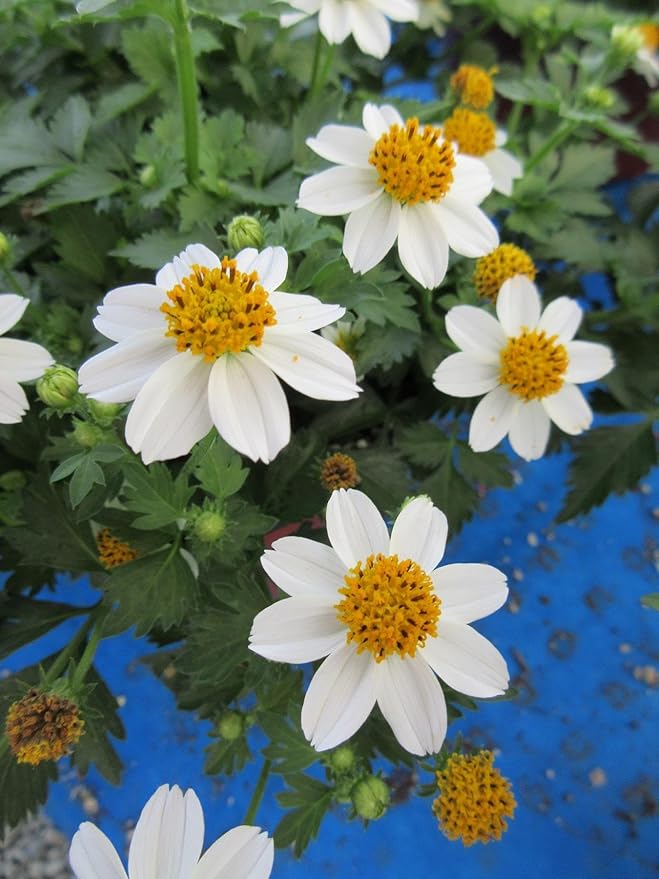 RedCrocus White Delight Bidens- Bright White Summer Blooms for Borders & Containers, Pollinator Attracting, Low Maintenance, Pet Safe, Deciduous Garden Plant 4.5" Pot (Pack of 5)