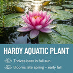 Live Water Lily Roots for Planting – Hardy Lily Pad Tubers for Ponds & Water Gardens – Easy Grow Aquatic Plants with Floating Pads & Blooming Flowers (10 Pily Pad Roots)