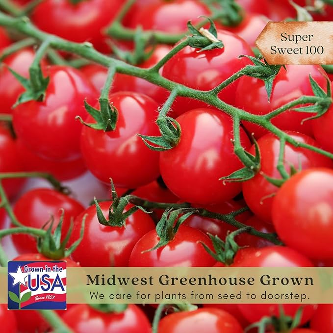 Clovers Garden Sweet 100 Tomato Plants – Two (2) Live Plants – Non-GMO- Not Seeds - Each 4" to 8" Tall - in 4" Inch Pots – Cherry, Indeterminate, Huge Yields