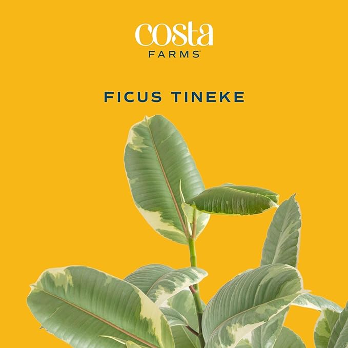 Costa Farms Ficus Tineke Live Plant in Decorative Pot, Indoor Houseplant, Perfect for Home, Room, or Office Decor, Great House Warming or Birthday Gift, 12-18 Inches Tall