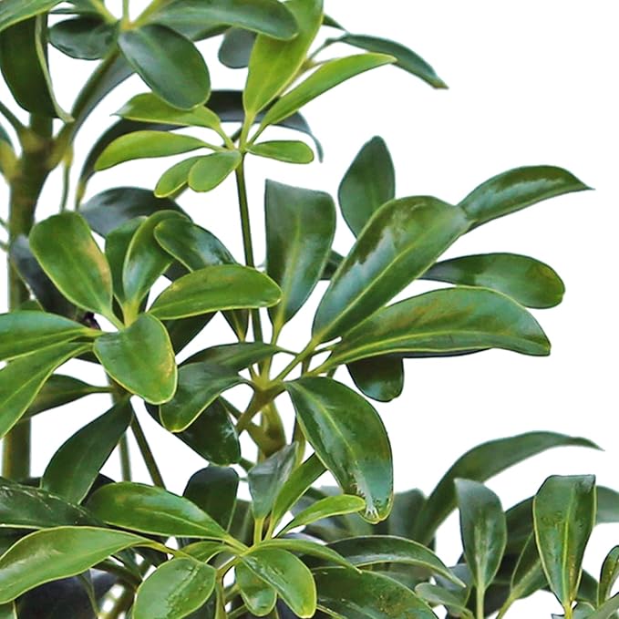 Live Hawaiian Schefflera Arboricola, Hawaiian Dwarf Umbrella Tree, Fully Rooted Indoor Plant, Easy Care Live Houseplant, Birthday Gift, Housewarming Gift in 4" Pot