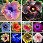 100+Giant Hibiscus Seeds for Planting Outdoor- Perennial Rare Non-GMO Heirloom Flowers Plant for Your Flourishing Garden Home