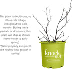 1 Gallon Easy Bee-zy Knock Out Rose