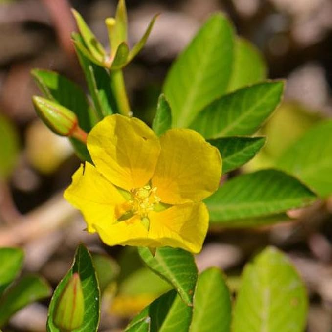 Chalily Primrose Creeper, a Great Live Pond Plant for Your Water Garden. Filters koi and Goldfish Ponds. Good for Bogs, Plant Shelf or Shallow Water This marginal Aquatic is a Real Beauty