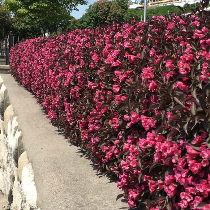 Random Weigela Live Plant, Spring Blooming Shrub in 4” Pot, Hardy Perennial Flowering Bush for Garden Borders, Cold Hardy, Dormant in Winter