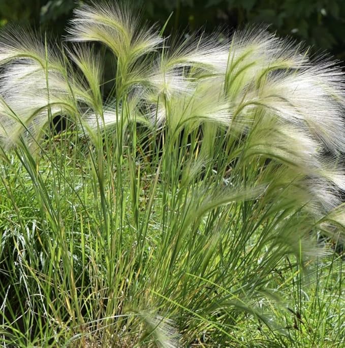 50 Squirrel Tail Grass Seeds Ornamental Grass for Planting Outdoors Hardy Perennial for Landscaping, Rock Gardens and Natural Borders