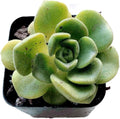 Blissful Aeonium Emerald Ice Succulent – Variegated Green & White Rosettes, Drought Tolerant, Easy Care Indoor/Outdoor Plant, Colorful Home & Garden Décor (Lilypad, 2" Pot)