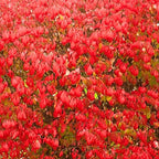 Dwarf Burning Bush Live Plant in Quart Pot, Red Burning Bush Shrubs for Outdoor Planting, 6 to 10 Inches Tall, Perennial Vibrant Bushes