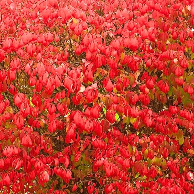 Dwarf Burning Bush Live Plant in Quart Pot, Red Burning Bush Shrubs for Outdoor Planting, 6 to 10 Inches Tall, Perennial Vibrant Bushes
