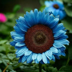 100 Pack Sunflower Seeds Mixed Varieties,Rare Colors - Red, Purple, Blue, Black-Heart, Charcoal, Teddy Bear, Smiley