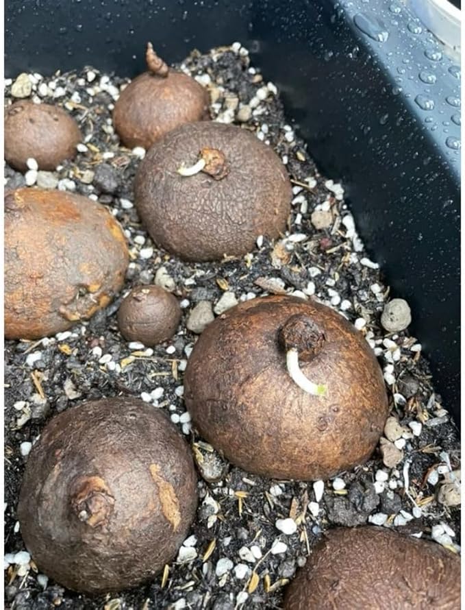 Medium (M Size) Stephania Cephalantha Plant Caudex Bulb, 2.5-3" Rare Unique Succulent with No Hair Roots, Home Decor, Houseplant, Cold Hardy