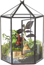 ELEGANTLIFE Glass Geometric Plant Terrarium,Succulent & Air Planter for Home Garden Office Decoration,No Plants(Black Hexagonal)