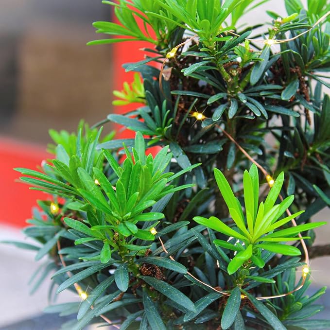 Dwarf Podocarpus with Lights