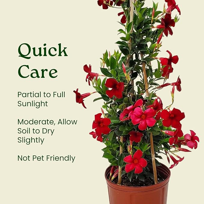 Live Dipladenia Plant - Pretty Red - Tropical Flowering Plant - Overall Height 36" - Tropical Plants of Florida