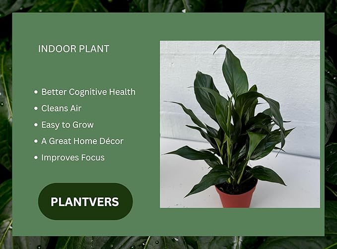 PLANTVERS Peace Lily in a 4” Grow Pot – Live Spathiphyllum – Flowering Air Purifying Plant – Easy Care & Low Maintenance Houseplant – Blooming Gift Plant (Peace Lily in a 4" Grow Pot)