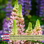 Clovers Garden Lupine Gallery Mix (Lupinus) Plants – Two (2) Live Plants – Non-GMO - Not Seeds - Each 4" to 8" Tall – in 4" Inch Pots – Perennial Flower