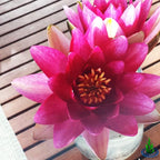 Nymphaea Attraction Red Hardy Water Lily Tuber Rhizome Live Aquatic Plants for Pond Water Garden