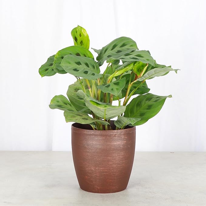 Thorsen's Greenhouse Green Prayer Plant, Live Indoor Plant, Pet Friendly, Uncommon Houseplant, Green Maranta, Easy to Grow, 4" Diameter Pot (Copper)