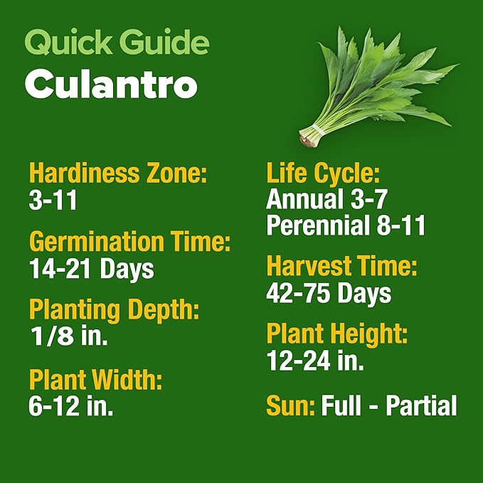 HOME GROWN Culantro Seeds - 720+ Heirloom Herb Seeds for Planting, Slow-Bolting, Flavorful Cilantro Alternative, Great for Outdoor Herb Gardens (Eryngium foetidum)