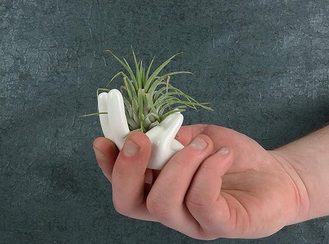 2 PCS Air Plant Holder Cute Ceramic Mini Hand Shape Stand Airplants Tillandsia Small Container Pot Plant Decorative Home Decor for Desk Table Shelf Window, White