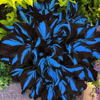 150+ Hostas Seed for Planting Outdoors-Rare Hostas Seeds Perennial Plants-Shaped Hosta Seeds Attract Pollinators Bonsai Decoration for Outdoor Garden
