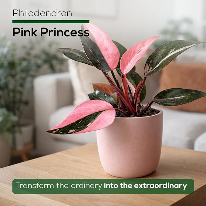 Philodendron Pink Princess (4 Pack) Live Starter Plug Plants, Variegated Indoor Houseplants, Easy Care Tropical Plants Live, Pink Foliage Houseplants