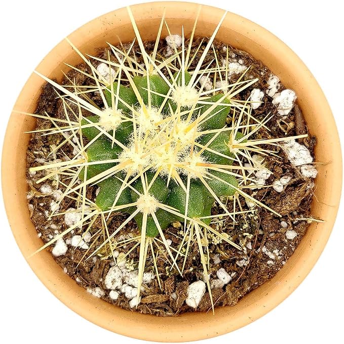 Live Cactus Plants, Fully Rooted 2-inch Cactus Succulent Plants, Rare Varieties for Gift or Home Decoration (Golden Barrel Cactus)