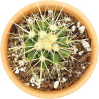 Live Cactus Plants, Fully Rooted 2-inch Cactus Succulent Plants, Rare Varieties for Gift or Home Decoration (Golden Barrel Cactus)