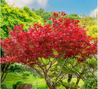 2 Red Japanese Maple Trees – Live Plants, 2-3 Ft Tall, Stunning Foliage - 2 Pack