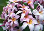 Mixed Color Plumeria Seeds for Planting Tropical Frangipani Rainbow Flower Seed Easy to Grow Colorful Blooms Perennial Patio Balcony Garden Rubra (10, Plumeria Seeds)