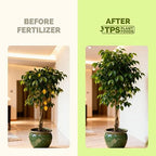 Ficus Tree Fertilizer – Liquid Plant Food for Lush Foliage, Stronger Roots & Healthy New Growth, 1 Gallon
