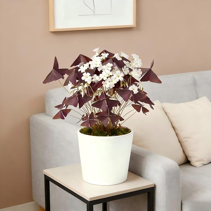 10 Bulbs Oxalis Triangularis, Purple Shamrocks Flowers for Home Garden Indoor Outdoor Planting, Easy Care