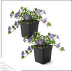 Live Vinca Minor Periwinkle 2-Pack – Bowles Blue – Evergreen Shade Groundcover Perennial, 6” Tall, 1 Qt Pot