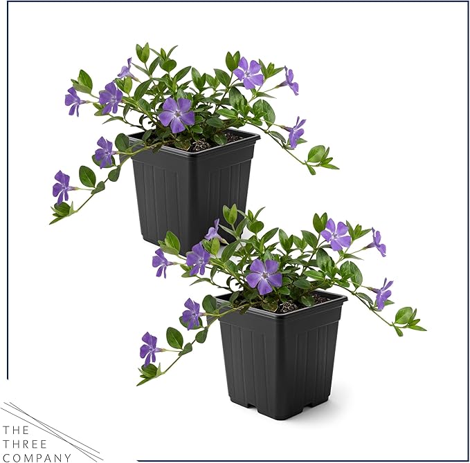 Live Vinca Minor Periwinkle 2-Pack – Bowles Blue – Evergreen Shade Groundcover Perennial, 6” Tall, 1 Qt Pot