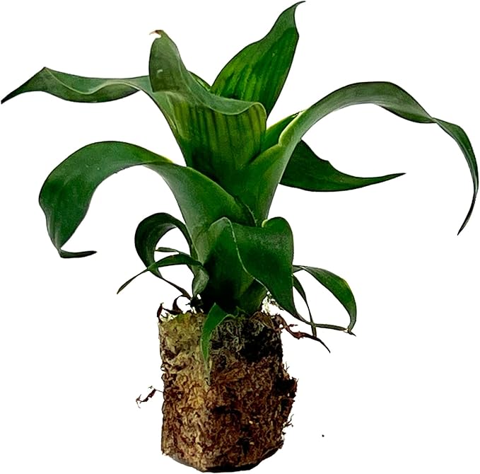 ragnaroc Live Plants – Bromeliad Vrisea Gigantea Nova, 4-8" 2" Plug - 1ct - Live Arrival Guaranteed - House Plants for Home Decor & Gift