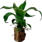ragnaroc Live Plants – Bromeliad Vrisea Gigantea Nova, 4-8" 2" Plug - 1ct - Live Arrival Guaranteed - House Plants for Home Decor & Gift