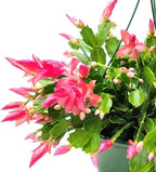 Thanksgiving Cactus, Red Seasonal Blooms, Live Indoor Plant, Flowering Houseplant, Christmas Cactus, 6-Inch Pot, Holiday Decor, Pet Safe, Free Heat Pack
