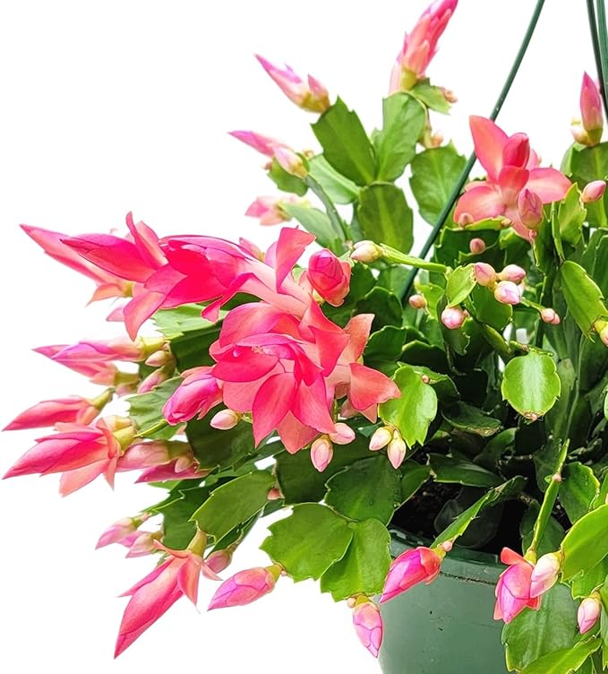 Thanksgiving Cactus, Red Seasonal Blooms, Live Indoor Plant, Flowering Houseplant, Christmas Cactus, 6-Inch Pot, Holiday Decor, Pet Safe, Free Heat Pack