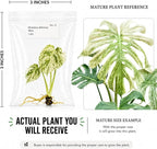 Rare Monstera Mint Tissue Culture, Live Starter Plant, Variegated Plants Live Houseplants, Exotic Live Plants for Indoor Decor, Perfect for Collectors and Beginner Houseplant Lovers