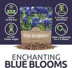 Texas Bluebonnet Wildflower Seeds - Bulk 1/2 Ounce Packet - Over 500 Native Seeds - Texas State Flower!