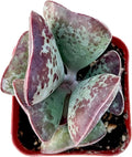 Sprout N Green Adromischus triflorus 'Calico Hearts' Succulent, Live Plant Rooted in 2" Pot, Indoor Outdoor Office Home Holiday Wedding Décor Party Favor DIY Projects, Easy to Care