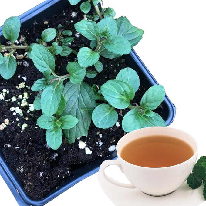 Organic Mint Plant, Peppermint Plant, (Mentha piperita) in 2.5-inch Pot - Excellent for Tea, Perennial Herb, Companion Plant