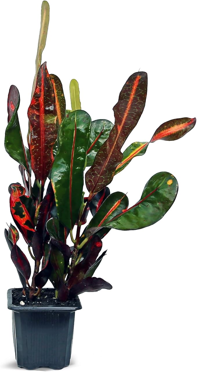 12 Pack Live Croton Mammy, Indoor Potted Variegated Plant, Office Plant Mom Dad Gift, Get Well Houseplant in 3" Pot