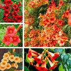 Hummingbird Trumpet Vine Seeds, 300 PCS, Fast-Growing Climbing Flowering Vine, Bright Orange Red Blooms, Attracts Hummingbirds & Butterflies, Hardy Perennial for Fence, Trellis & Garden