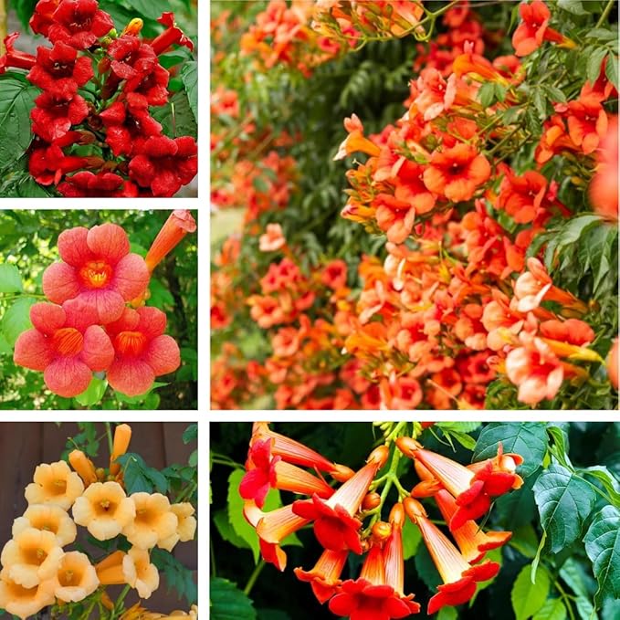 Hummingbird Trumpet Vine Seeds, 300 PCS, Fast-Growing Climbing Flowering Vine, Bright Orange Red Blooms, Attracts Hummingbirds & Butterflies, Hardy Perennial for Fence, Trellis & Garden