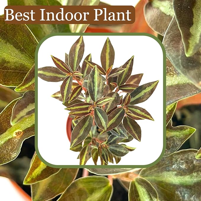 Live Plant Peperomia Metallica 4" - Easy to Care and Grow Air Purifying Indoor House Plants - Repii Tiny Mini Pixie Plants - Flowers for Home Office Room Decor & Gift (Heat Pack Included)