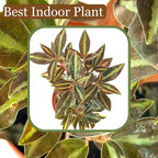 Live Plant Peperomia Metallica 4" - Easy to Care and Grow Air Purifying Indoor House Plants - Repii Tiny Mini Pixie Plants - Flowers for Home Office Room Decor & Gift (Heat Pack Included)