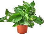 Pothos Golden Live Plant for Indoor | Different Houseplants in 4'' & 6'' Pot | Real House Plant for Living Room, Office, Desk & Bathroom | Epipremnum Aureum | Devil's Ivy