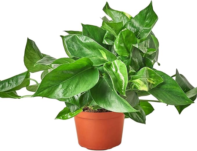 Pothos Golden Live Plant for Indoor | Different Houseplants in 4'' & 6'' Pot | Real House Plant for Living Room, Office, Desk & Bathroom | Epipremnum Aureum | Devil's Ivy